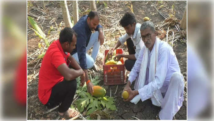 बागेवर नांगर फिरविण्याची शेतकऱ्यावर वेळ