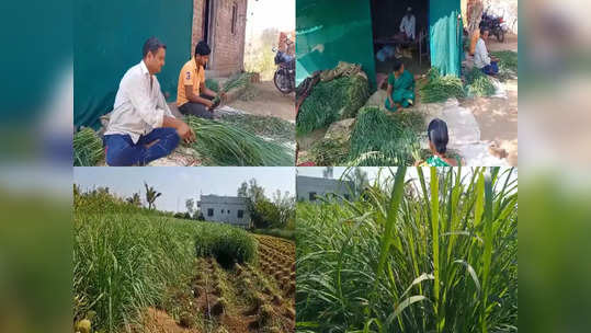 पारंपरिक शेतीला फाटा, ऊस शेतीला पर्याय शोधला,सांगलीच्या बिऊरच्या शेतकऱ्यांकडून गवती चहाची शेती,मुंबईत विक्री