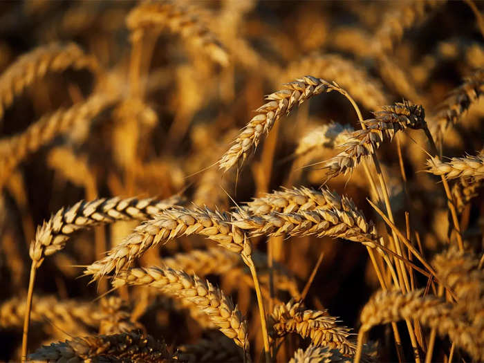 Wheat: চলতি শস্যবর্ষে বাড়তে পারে গমের উৎপাদন।