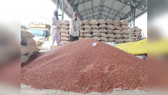 Tur Rate: बाजार समित्यांमध्ये तुरीच्या दरवाढीचा ट्रेंड कायम, लवकरच १२ हजारांचा टप्पा गाठण्याची शक्यता