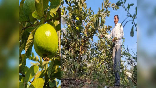 दुष्काळामुळे मोसंबी बागेचे नुकसान; तरीही हिंम्मत हरला नाही, दीड एकरावर पेरुची लागवड, लाखोंची कमाई