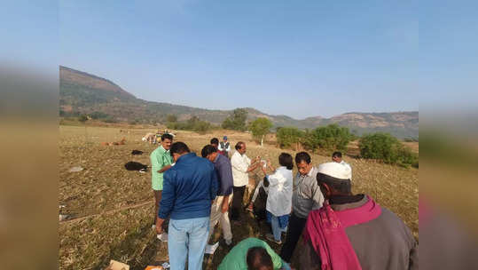 लोणावळ्यात २०० शेळ्या आणि मेंढ्यांचा मृत्यू; शिळे अन्न खाल्ल्याने घटना, मेंढपाळावर संकट