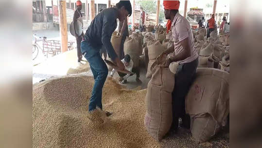 Soyabean Rate: पिवळ्या सोन्याच्या दरात प्रचंड घसरण,सोयाबीन उत्पादक शेतकरी संकटात, हमीभावही मिळत नसल्याचं चित्र