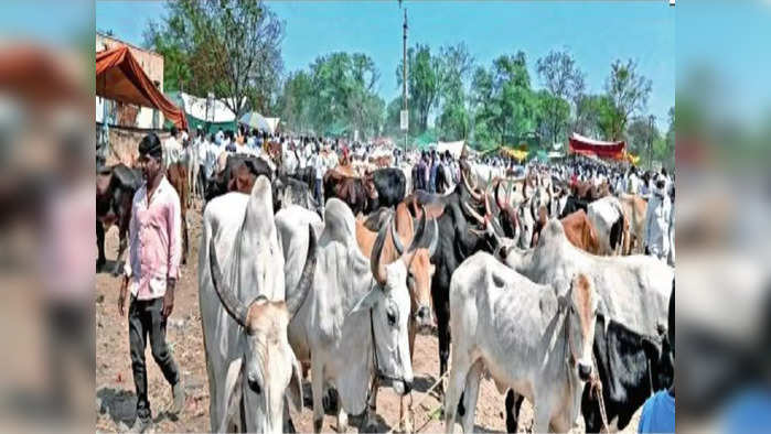 फुलंब्रीत दुष्काळाच्या झळा