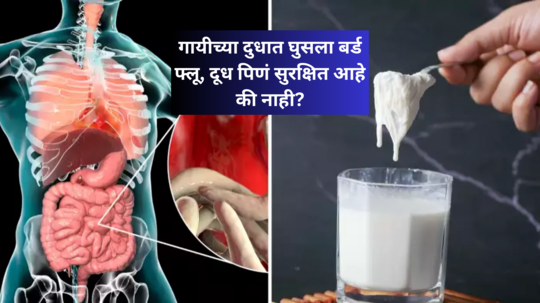 Bird Flu ने धारण केलं भयंकर रूप, गायीमध्ये घुसला आजार, गायीचं दूध प्यावं की नाही? सायंटिस्टचा हादरवणारा खुलासा