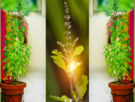 क्या घर में एक से अधिक तुलसी का पौधा लगाना चाहिए? ऐसा करना शुभ होता है या अशुभ?