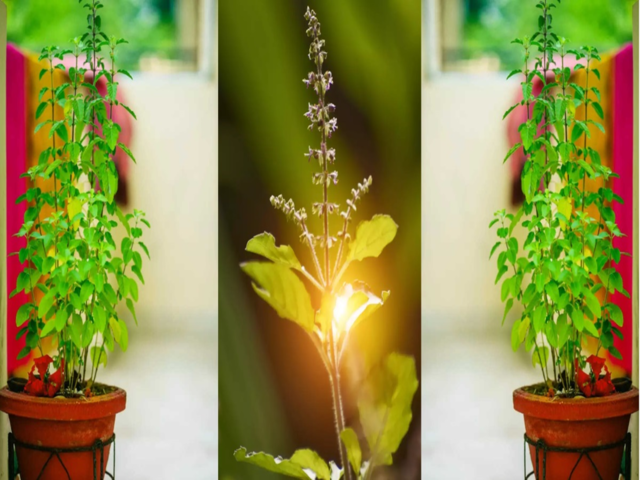 क्या घर में एक से अधिक तुलसी का पौधा लगाना चाहिए? ऐसा करना शुभ होता है या अशुभ?