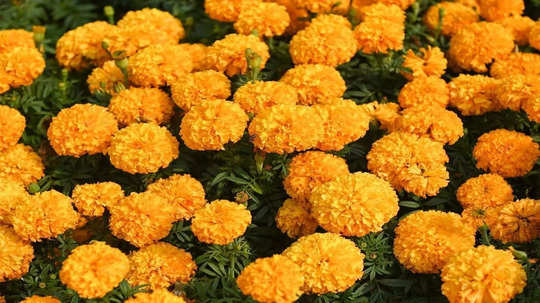 Marigold Farming : तलासरीत बहरली झेंडूंची शेती, सध्या बाजारात शेतकऱ्यांना काय भाव मिळतोय?