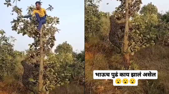 झाडावर बसलेल्या तरुणावर बिबट्याचा हल्ला, व्हिडीओ पाहून तुम्हीच सांगा भाऊचं पुढे काय झालं असेल?