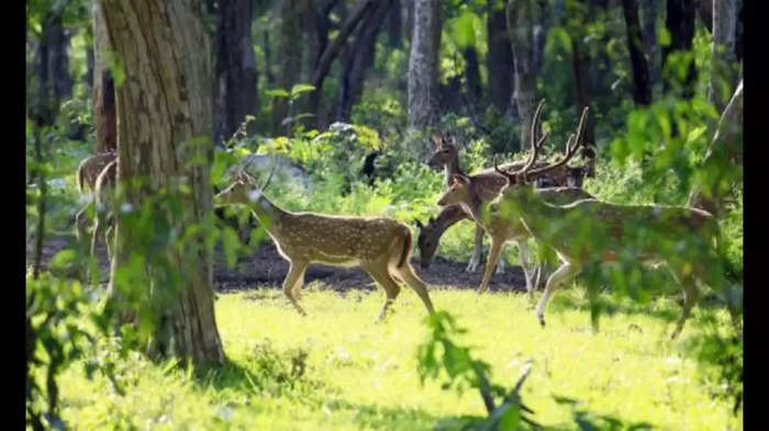 प्राण्यांची 'गट'बाजी