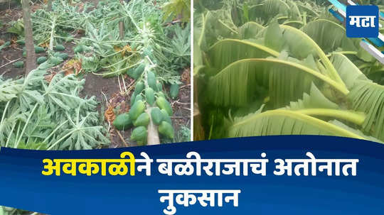 Nanded News : वादळी वारा आणि अवकाळीचा फटका, केळी - पपईच्या बागा भुईसपाट; बळीराजाचं अतोनात नुकसान