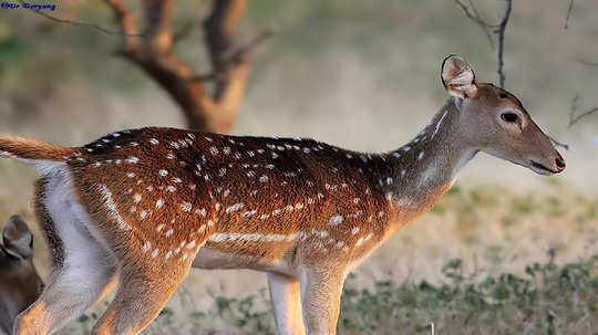 कांचनमृगाचे कोडे