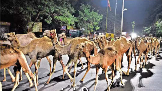 प्राण्यांचे गट आणि वर्तन