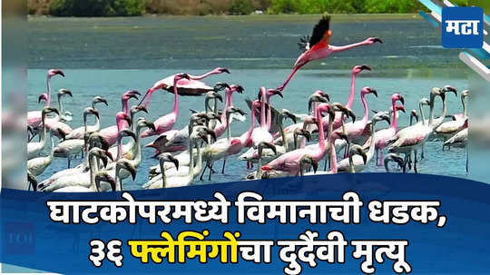 Flamingo Death : घाटकोपरमध्ये मृत्यूचं तांडव, विमानाची थव्याला धडक, लक्ष्मीनगरात ३६ फ्लेमिंगो मृत्युमुखी