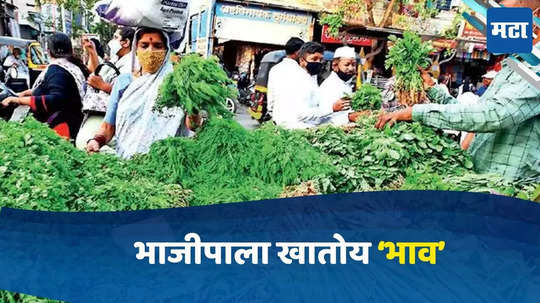 vegetable prices: भाजीपाल्याचे दर कडाडले; कोथिंबीरीचा जुड ७५ रु तर मेथी जुड ५० रु विकला जातोय