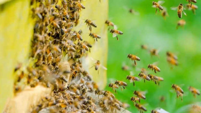 honey bees attack on sinhagad fort some tourist injured; सिंहगडावर ...