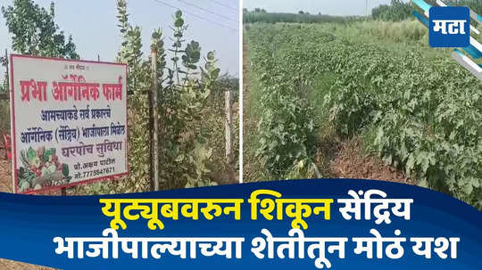 Nandurbar News: जीवलगांना कॅन्सर, सुशिक्षित युवकाने रासायनिक शेती सोडली, यूट्यूबवर सेंद्रिय पद्धत शिकून यशाची शेती