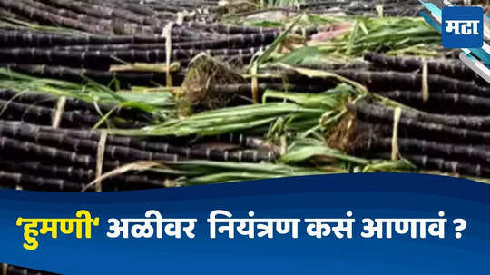 White Grub Management : ऊसाच्या शेतातील 'हुमणी'अळीनं वैताग आणलाय का? नियंत्रणाचे कमी खर्चातील सोपे उपाय कोणते? जाणून घ्या