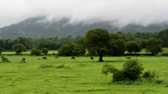 गवताळ प्रदेशांचा अंत