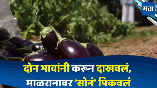 Farmer Sucess Story : याला म्हणतात जिद्ध..! मुरमाड जमिनीत केली वांग्याची शेती, पहिल्याच तोडणीतून केली हजारोंची कमाई..