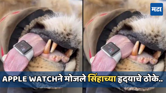 केवळ माणूसच नाही तर Apple Watchने मोजले सिंहाच्या हृदयाचे ठोके, पाहा व्हायरल व्हिडिओ