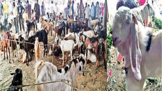 Bakri Eid 2024: बकरी ईदनिमित्त मालेगाव बाजार फुलला, बोकडांची लाखांत बोली, किंमत वाचून थक्क व्हाल!