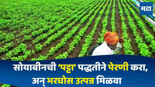 Soybean Farming : सोयाबीनची 'पट्टा' पेरणी पद्धत का ठरतेय फायदेशीर? पेरणी पद्धत त्याचे फायदे जाणून घ्या