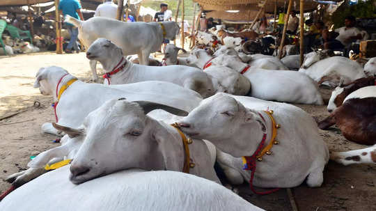 Bakra Eid:  मुस्लिम पेहराव केला अन् १२४ बकऱ्यांची खरेदी, ईदला जैन समाजाची सर्वत्र चर्चा, प्रकरण काय?