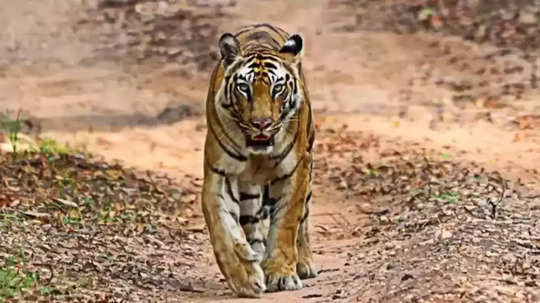 Tiger Reserve : सत्यमंगलम व्याघ्र प्रकल्पात व्याघ्र संख्येत आठपटीने वाढ, २००९ मध्ये होते केवळ १० वाघ