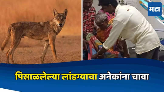 गावात पिसाळलेल्या लांडग्याची दहशत! हल्ल्यात ४ गावकरी गंभीर जखमी; १४ जनावरांनाही केलं लक्ष्य