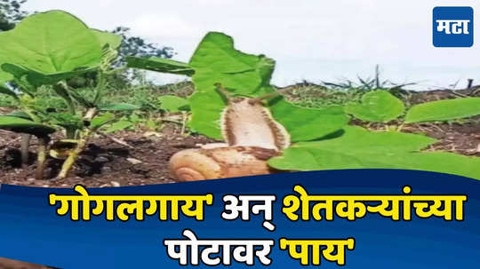 Snail Control : ऐन पावसाळ्यात 'शंखी गोगलगाय' शेतकऱ्यांसाठी ठरतेयं 'डोकेदुखी',नियंत्रण कसं मिळवायचं? जाणून घ्या