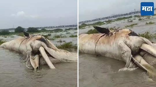 Whale Fish : अर्नाळा समुद्र किनाऱ्यावर आढळला मोठा व्हेल मासा, बघ्यांची उसळली गर्दी