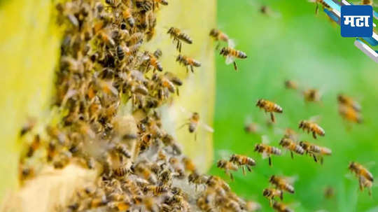 Honey Bee Attack: अंत्यविधीसाठी गेलेल्या ग्रामस्थांवर जीवघेणा हल्ला; मधमाशांच्या हल्ल्यात १५ पेक्षा जास्त जखमी