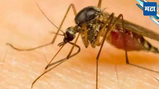 Zika Virus In Pune: झिका विषाणूच्या रुग्णांनी डोकेवर काढले; पुण्यात आढळले दोन रुग्ण, जाणून घ्या काय असतात लक्षणे