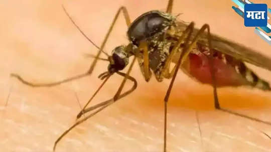 Zika Virus Pune: पुण्यात वाढतोय 'झिका'चा संसर्ग; रुग्णसंख्येत वाढ, गर्भवती महिलांनी घ्या विशेष काळजी