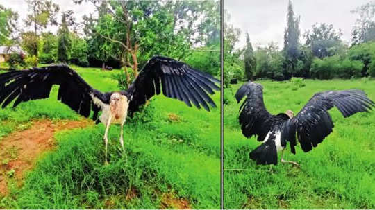 African Marabou Stork: वनविभागाने घडवली 'लव्ह बर्ड'ची भेट; आफ्रिकन 'माराबू सारस'ला मिळाला जोडीदार