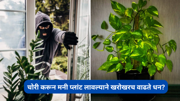 Money Plant: चोरी करून मनी प्लांट लावल्याने खरोखरच वाढते धन? कसं लावावे रोप, छोटी गोष्ट बदलेल आयुष्य