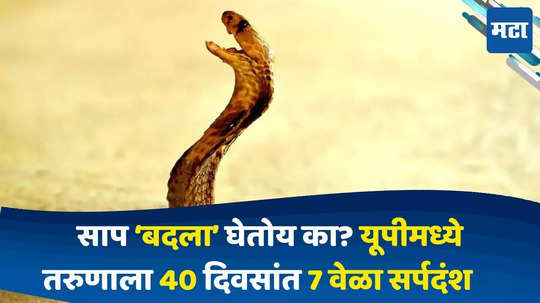 UP Vikas Dubey Snake bite : तरुणाला 40 दिवसांत सात वेळा चावला साप, नवव्यांदा चावल्यावर होणार मृत्यू ? नेमकं काय आहे प्रकरण?