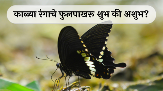 Black Butterfly Spiritual Meaning  : काळ्या रंगाच्या फुलपाखराचा मृत्यूशी संबंध? काळे फुलपाखरू शुभ की अशुभ?