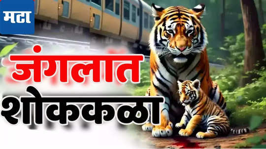 MP Tiger Cub Accident : हृदयद्रावक! बछड्यांचा अपघात पाहून वाघिणीचा जंगलात आक्रोश; घटना पाहून वनाधिकारी सुन्न