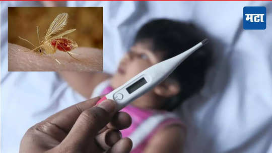 Chandipura Virus : कोरोनानंतर चांदीपुरा व्हायरसचे थैमान! पंधरा जणांचा मृत्यू, आरोग्य यंत्रणा अलर्ट मोडवर