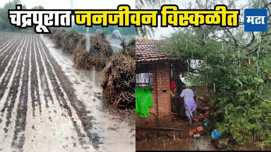 Chandrapur Rain: चंद्रपूरात कोसळधार! शेकडो घरांची पडझड अन् शेतीचे मोठे नुकसान, प्रशासनाकडून सतर्कतेचा इशारा