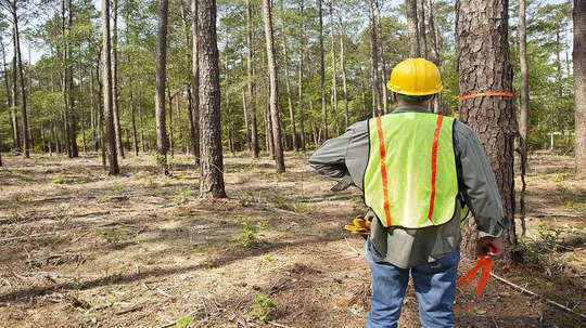 Forest Academy Kundal Jobs: नोकरीची सुवर्णसंधी! वन अधिकारी, सहाय्यक वनसंरक्षक पदांच्या जागा रिक्त