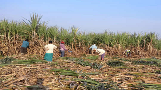 Sugarcane Worker : जुलमी व्रणांवर थेट मेहनताना हीच फुंकर; आर्थिक शोषणाबाबत हायकोर्टातील अहवालात शिफारस