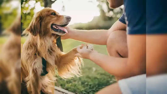 Permission For Pet Dog: नवी मुंबईकरांनो, घरी श्वान पाळताय? मग 'हा' नियम जाणून घ्या; अन्यथा थेट कारवाई