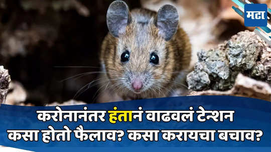 Hantavirus Rat Diseases: करोनानंतर हंता विषाणूची दहशत, उंदरांकडून पसरतोय जीवघेणा आजार, चौघांचा मृत्यू; लक्षणं काय?