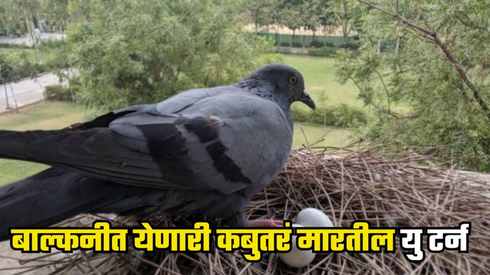 How To Get Rid Of Pigeon बाल्कनीत येणारी कबुतरं मारतील यु टर्न, फॉलो करा या टिप्स