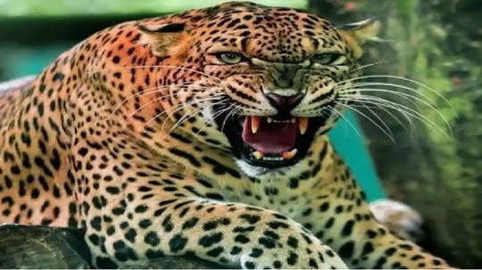 Leopard Attack: ताटं वाढली, जेवायला बसणार तेवढ्यात दारात बिबट्या; गावकऱ्यांनी मोठ्या चतुराईने कोंडलं घरात, ४ जण जखमी