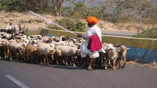 मेंढ्यांवर ‘ब्लू टंग’ चे सावट; बागलाणमधील घटनेनंतर पशूसंवर्धन अलर्ट, काय आहे हा आजार? जाणून घ्या लक्षणं