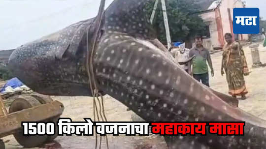 Whale Shark: मच्छीमाराच्या गळाला लागला महाकाय मासा, १५०० किलो वजनाच्या या जलचराची काय आहेत वैशिष्ट्ये, जाणून घ्या